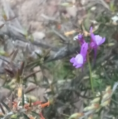 Linaria pelisseriana at Lake George, NSW - 19 Oct 2018 07:20 PM