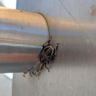 Theseus modestus (Gum tree shield bug) at Lake Burley Griffin West - 19 Oct 2018 by WalterEgo