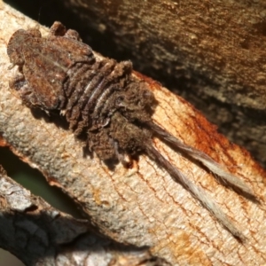 Platybrachys sp. (genus) at Ainslie, ACT - 18 Oct 2018 10:29 AM