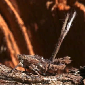 Platybrachys sp. (genus) at Ainslie, ACT - 19 Oct 2018