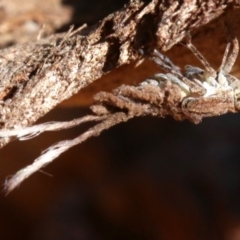 Platybrachys sp. (genus) at Ainslie, ACT - 19 Oct 2018