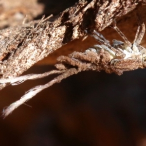 Platybrachys sp. (genus) at Ainslie, ACT - 19 Oct 2018