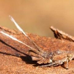 Platybrachys sp. (genus) at Ainslie, ACT - 19 Oct 2018