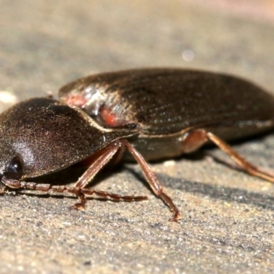 Monocrepidius (genus) (Click beetle) at Ainslie, ACT - 16 Oct 2018 by jb2602