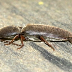 Monocrepidus sp. (genus) at Ainslie, ACT - 16 Oct 2018