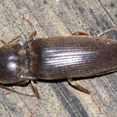 Monocrepidus sp. (genus) at Ainslie, ACT - 16 Oct 2018