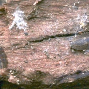 Molytria sp. (genus) at Ainslie, ACT - 16 Oct 2018
