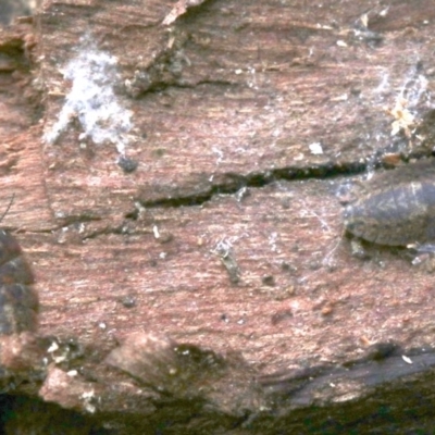 Molytria sp. (genus) (A cockroach) at Ainslie, ACT - 16 Oct 2018 by jb2602