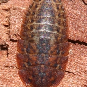 Molytria sp. (genus) at Ainslie, ACT - 16 Oct 2018 12:49 PM