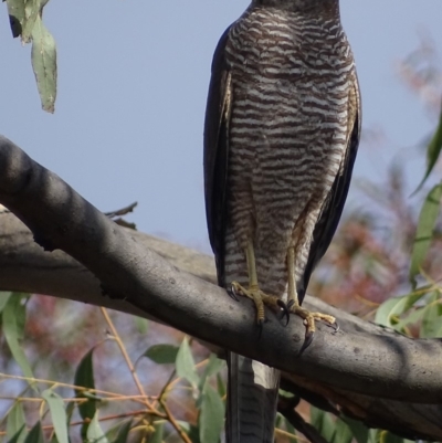 Tachyspiza fasciata (Brown Goshawk) at Garran, ACT - 18 Oct 2018 by roymcd