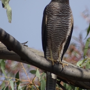 Accipiter fasciatus at Garran, ACT - 18 Oct 2018