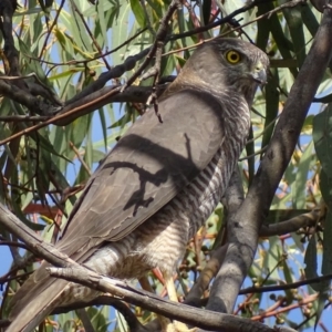 Accipiter fasciatus at Garran, ACT - 18 Oct 2018