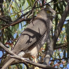 Accipiter fasciatus at Garran, ACT - 18 Oct 2018