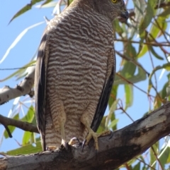 Accipiter fasciatus at Garran, ACT - 18 Oct 2018