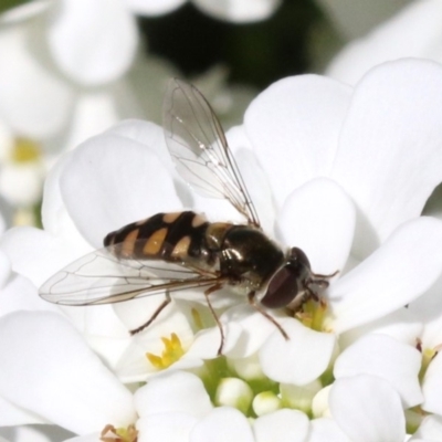 Melangyna viridiceps (Hover fly) at Lanyon - northern section A.C.T. - 19 Oct 2018 by jb2602