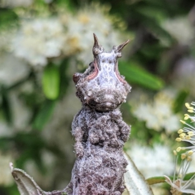 Celaenia distincta (A bird-dropping spider) at Acton, ACT - 18 Oct 2018 by HelenCross