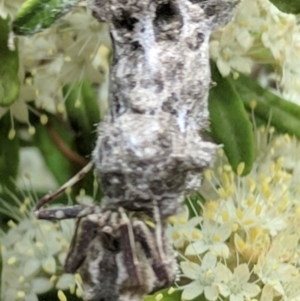 Celaenia distincta at Acton, ACT - 18 Oct 2018