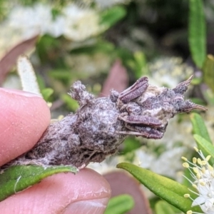 Celaenia distincta at Acton, ACT - 18 Oct 2018