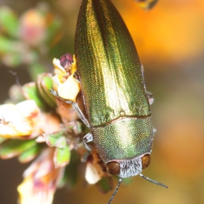 Melobasis propinqua (Propinqua jewel beetle) at QPRC LGA - 18 Oct 2018 by Harrisi