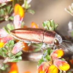 Melobasis propinqua (Propinqua jewel beetle) at Mount Jerrabomberra - 19 Oct 2018 by Harrisi