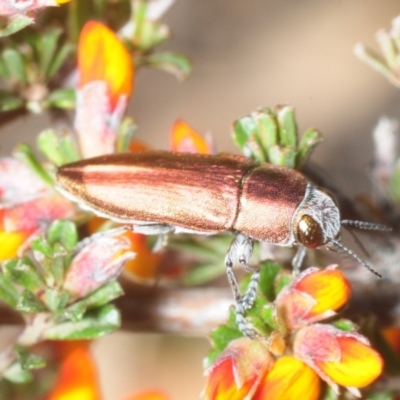 Melobasis propinqua (Propinqua jewel beetle) at Mount Jerrabomberra QP - 19 Oct 2018 by Harrisi