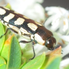 Castiarina decemmaculata (Ten-spot Jewel Beetle) at Tuggeranong Hill - 19 Oct 2018 by Harrisi