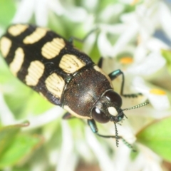 Castiarina decemmaculata at Theodore, ACT - 19 Oct 2018 07:11 PM