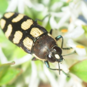 Castiarina decemmaculata at Theodore, ACT - 19 Oct 2018 07:11 PM