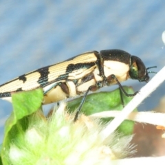 Castiarina decemmaculata at Theodore, ACT - 19 Oct 2018 07:11 PM