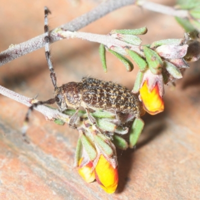 Ancita sp. (genus) (Longicorn or longhorn beetle) at QPRC LGA - 19 Oct 2018 by Harrisi