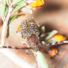 Ancita sp. (genus) at Queanbeyan West, NSW - 19 Oct 2018