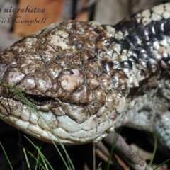 Tiliqua nigrolutea (Blotched Blue-tongue) at Creewah, NSW - 25 Dec 2007 by PatrickCampbell