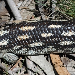 Tiliqua nigrolutea at Creewah, NSW - 26 Dec 2007