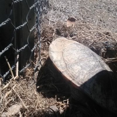 Chelodina longicollis (Eastern Long-necked Turtle) at Mulligans Flat - 19 Oct 2018 by cf17