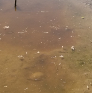 Chelodina longicollis at Amaroo, ACT - 19 Oct 2018