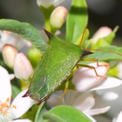 Vitellus sp. (genus) (Spined shield bug) at ANBG - 18 Oct 2018 by Tim L