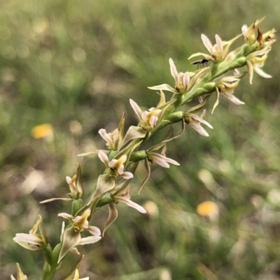 Paraprasophyllum petilum (Tarengo Leek Orchid) by AaronClausen