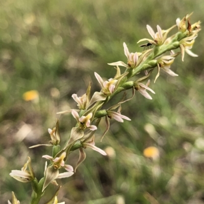 Prasophyllum petilum (Tarengo Leek Orchid) at Hall Cemetery - 19 Oct 2018 by AaronClausen