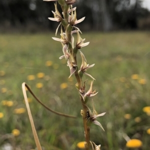 Prasophyllum petilum at suppressed - 20 Oct 2018