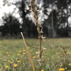 Prasophyllum petilum at suppressed - 20 Oct 2018