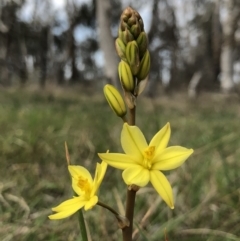 Bulbine bulbosa (Golden Lily) at Hall, ACT - 19 Oct 2018 by AaronClausen