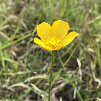 Ranunculus lappaceus (Australian Buttercup) at Hall, ACT - 20 Oct 2018 by AaronClausen