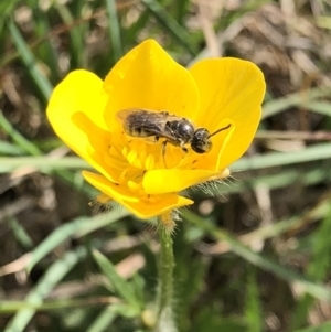 Lasioglossum (Chilalictus) lanarium at Hall, ACT - 20 Oct 2018