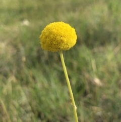 Craspedia variabilis (Common Billy Buttons) at Hall, ACT - 20 Oct 2018 by AaronClausen