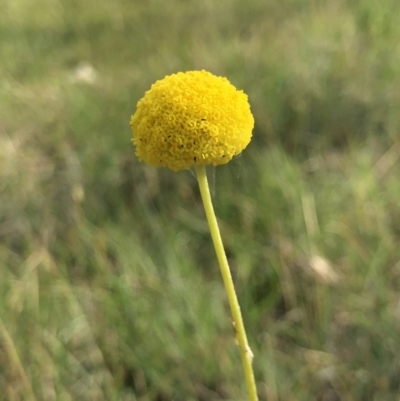 Craspedia variabilis (Common Billy Buttons) at Hall, ACT - 19 Oct 2018 by AaronClausen