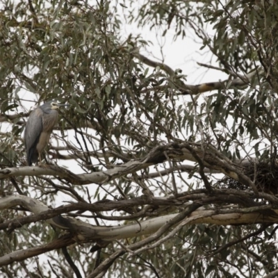 Egretta novaehollandiae (White-faced Heron) at Michelago, NSW - 14 Oct 2018 by Illilanga