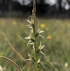 Prasophyllum petilum (Tarengo Leek Orchid) at Hall Cemetery - 19 Oct 2018 by AaronClausen