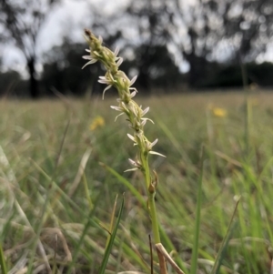 Paraprasophyllum petilum at suppressed - 20 Oct 2018