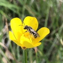 Lasioglossum (Chilalictus) lanarium (Halictid bee) at Hall Cemetery - 19 Oct 2018 by AaronClausen