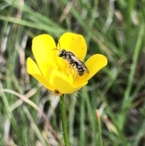 Lasioglossum (Chilalictus) lanarium at Hall, ACT - 20 Oct 2018